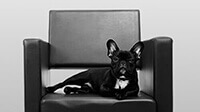 Emma - Salonhund